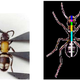 Illustration for article titled 15 Uncanny Examples of the Golden Ratio in Nature